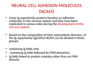 NEURAL CELL ADHESION MOLECULES
(NCAM)
• Many Ig superfamily proteins function as adhesion
molecules in the nervous system and they have been
implicated in various roles during the development of the
nervous system.
• Based on the composition of their extracellular domains, of
the Ig superfamily (IgCAMs) NCAM can be divided in three
groups:
• containing Ig folds only,
• containing Ig folds followed by FNIII domain(s),
• Ig folds linked to protein modules other than an FNIII
domain.
 