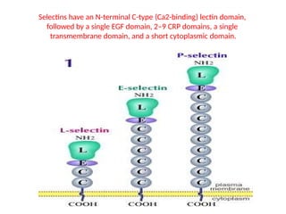 Selectins have an N-terminal C-type (Ca2-binding) lectin domain,
followed by a single EGF domain, 2–9 CRP domains, a single
transmembrane domain, and a short cytoplasmic domain.
 