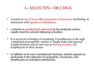 L- SELECTIN:- OR CD62L
• Located on tip of microvillus projection of leukocytes facilitating its
interaction with ligands of endothelium.
• L-selectin is constitutively expressed at the leukocyte surface
rapidly shed this selectin following activation.
• It is involved in binding of circulating T-lymphocytes to the high
endothelial postcapillary venules in lymph nodes and mucosal
lymphoid tissues and as such acts as homing receptors for
lymphocytes to these tissues.
• In addition to its role in lymphocyte homing L-selectin appears to
participate in the adhesion of neutrophils, monocytes, and
lymphocytes to activated endothelium.
 