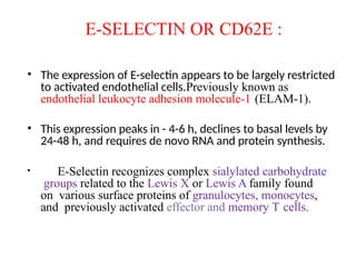 E-SELECTIN OR CD62E :
• The expression of E-selectin appears to be largely restricted
to activated endothelial cells.Previously known as
endothelial leukocyte adhesion molecule-1 (ELAM-1).
• This expression peaks in - 4-6 h, declines to basal levels by
24-48 h, and requires de novo RNA and protein synthesis.
• E-Selectin recognizes complex sialylated carbohydrate
groups related to the Lewis X or Lewis A family found
on various surface proteins of granulocytes, monocytes,
and previously activated effector and memory T cells.
 