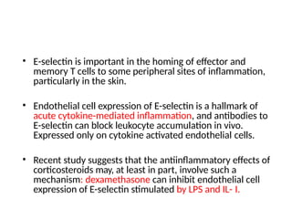 • E-selectin is important in the homing of effector and
memory T cells to some peripheral sites of inflammation,
particularly in the skin.
• Endothelial cell expression of E-selectin is a hallmark of
acute cytokine-mediated inflammation, and antibodies to
E-selectin can block leukocyte accumulation in vivo.
Expressed only on cytokine activated endothelial cells.
• Recent study suggests that the antiinflammatory effects of
corticosteroids may, at least in part, involve such a
mechanism: dexamethasone can inhibit endothelial cell
expression of E-selectin stimulated by LPS and IL- I.
 