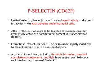 P-SELECTIN (CD62P)
• Unlike E-selectin, P-selectin is synthesized constitutively and stored
intracellularly in both platelets and endothelial cells.
• After synthesis, it appears to be targeted to storage/secretory
granules by virtue of a sorting signal present in its cytoplasmic
domain.
• From these intracellular pools, P-selectin can be rapidly mobilized
to the cell surface, where it binds leukocytes.
• A variety of mediators, including thrombin,histamine, terminal
complement components, and H₂0₂ have been shown to induce
rapid surface expression of P-selectin.
 