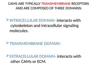 CAMS ARE TYPICALLY TRANSMEMBRANE RECEPTORS
AND ARE COMPOSED OF THREE DOMAINS:
INTRACELLULAR DOMAIN- interacts with
cytoskeleton and intracellular signaling
molecules.
TRANSMEMBRANE DOMAIN-
EXTRACELLULAR DOMAIN- interacts with
other CAMs or ECM.
 