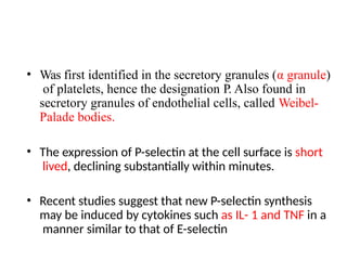 • Was first identified in the secretory granules (α granule)
of platelets, hence the designation P. Also found in
secretory granules of endothelial cells, called Weibel-
Palade bodies.
• The expression of P-selectin at the cell surface is short
lived, declining substantially within minutes.
• Recent studies suggest that new P-selectin synthesis
may be induced by cytokines such as IL- 1 and TNF in a
manner similar to that of E-selectin
 