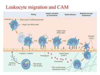 Leukocyte migration and CAM
 