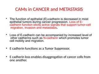 CAMs in CANCER and METASTASIS
• The function of epithelial (E)-cadherin is decreased in most
epithelial tumors during cancer progression. Loss of E-
cadherin function elicits active signals that support tumor-cell
migration, invasion and metastasis.
• Loss of E-cadherin can be accompanied by increased level of
other cadherins such as N-cadherin which promotes tumor
cell motility and migration.
• E cadherin functions as a Tumor Suppressor.
• E cadherin loss enables disaggregation of cancer cells from
one another.
 