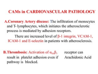 CAMs in CARDIOVASCULAR PATHOLOGY
A.Coronary Artery disease: The infiltration of monocytes
and T- lymphocytes, which initiates the atherosclerotic
process is mediated by adhesion receptors.
There are increased level of β-1 integrin, VCAM-1,
ICAM-1 and E-selectin in patients with atherosclerosis.
B.Thrombosis: Activation of αIIbβ3 receptor can
result in platelet adhesion even if Arachidonic Acid
pathway is blocked.
 