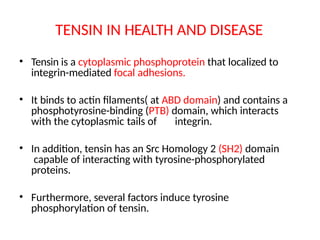 TENSIN IN HEALTH AND DISEASE
• Tensin is a cytoplasmic phosphoprotein that localized to
integrin-mediated focal adhesions.
• It binds to actin filaments( at ABD domain) and contains a
phosphotyrosine-binding (PTB) domain, which interacts
with the cytoplasmic tails of integrin.
• In addition, tensin has an Src Homology 2 (SH2) domain
capable of interacting with tyrosine-phosphorylated
proteins.
• Furthermore, several factors induce tyrosine
phosphorylation of tensin.
 