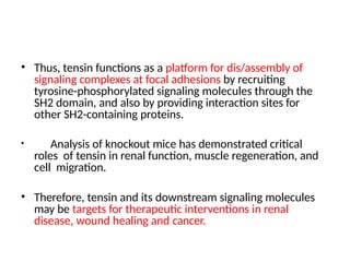 • Thus, tensin functions as a platform for dis/assembly of
signaling complexes at focal adhesions by recruiting
tyrosine-phosphorylated signaling molecules through the
SH2 domain, and also by providing interaction sites for
other SH2-containing proteins.
• Analysis of knockout mice has demonstrated critical
roles of tensin in renal function, muscle regeneration, and
cell migration.
• Therefore, tensin and its downstream signaling molecules
may be targets for therapeutic interventions in renal
disease, wound healing and cancer.
 