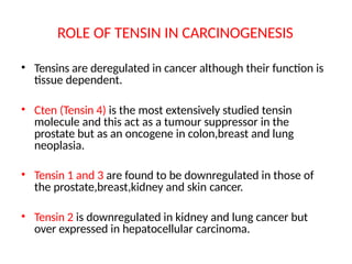 ROLE OF TENSIN IN CARCINOGENESIS
• Tensins are deregulated in cancer although their function is
tissue dependent.
• Cten (Tensin 4) is the most extensively studied tensin
molecule and this act as a tumour suppressor in the
prostate but as an oncogene in colon,breast and lung
neoplasia.
• Tensin 1 and 3 are found to be downregulated in those of
the prostate,breast,kidney and skin cancer.
• Tensin 2 is downregulated in kidney and lung cancer but
over expressed in hepatocellular carcinoma.
 