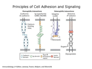 Immunobiology, 6th Edition, Janeway, Travers, Walport, and Shlomchik
 