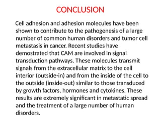 CONCLUSION
Cell adhesion and adhesion molecules have been
shown to contribute to the pathogenesis of a large
number of common human disorders and tumor cell
metastasis in cancer. Recent studies have
demostrated that CAM are involved in signal
transduction pathways. These molecules transmit
signals from the extracellular matrix to the cell
interior (outside-in) and from the inside of the cell to
the outside (inside-out) similar to those transduced
by growth factors, hormones and cytokines. These
results are extremely significant in metastatic spread
and the treatment of a large number of human
disorders.
 