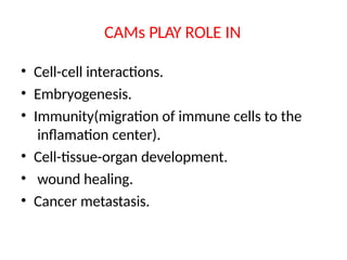 CAMs PLAY ROLE IN
• Cell-cell interactions.
• Embryogenesis.
• Immunity(migration of immune cells to the
inflamation center).
• Cell-tissue-organ development.
• wound healing.
• Cancer metastasis.
 