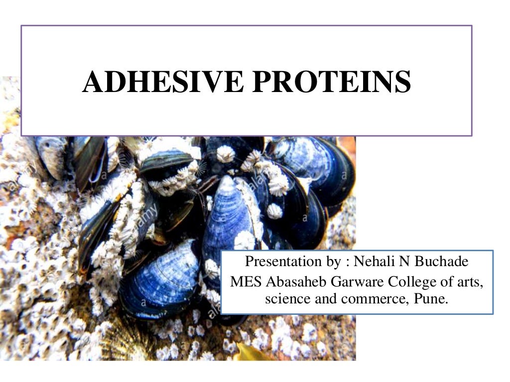 Adhesive proteins