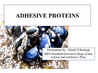 ADHESIVE PROTEINS
Presentation by : Nehali N Buchade
MES Abasaheb Garware College of arts,
science and commerce, Pune.
 