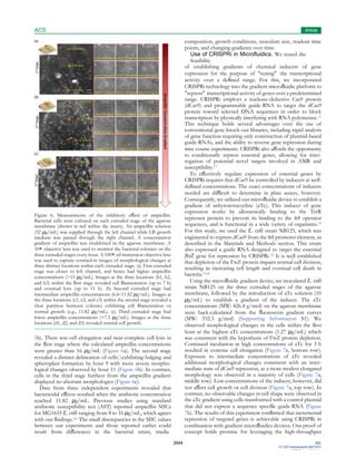 ACS
Sensors
Article
2644 DOI:
10.1021/acssensors.9b01031
ACS Sens. 2019, 4,
2638−2645
Figure 6. Measurements of the inhibitory eﬀect of ampicillin.
Bacterial cells were cultured on each extruded stage of the agarose
membrane (shown in red within the insets). An ampicillin solution
(32 μg/mL) was supplied through the left channel while LB growth
medium was passed through the right channel. A concentration
gradient of ampicillin was established in the agarose membrane. A
10× objective lens was used to monitor the bacterial colonies on the
three extruded stages every hour. A 100× oil immersion objective lens
was used to capture zoomed-in images of morphological changes at
three distinct locations within each extruded stage. (a) First extruded
stage was closer to left channel, and hence had higher ampicillin
concentrations (>15 μg/mL). Images at the three locations (b1, b2,
and b3) within the ﬁrst stage revealed cell ﬁlamentation (up to 7 h)
and eventual lysis (up to 11 h). (b) Second extruded stage had
intermediate ampicillin concentrations (6.6−11.82 μg/mL). Images at
the three locations (c1, c2, and c3) within the second stage revealed a
clear partition between colonies exhibiting cell ﬁlamentation or
normal growth (e.g., 11.82 μg/mL). (c) Third extruded stage had
lower ampicillin concentrations (<7.5 μg/mL). Images at the three
locations (d1, d2, and d3) revealed normal cell growth.
5b). There was cell elongation and near-complete cell lysis in
the ﬁrst stage where the calculated ampicillin concentrations
were greater than 16 μg/mL (Figure 6a). The second stage
revealed a distinct delineation of cells exhibiting bulging and
spheroplast formation by hour 9 with more severe morpho-
logical changes observed by hour 11 (Figure 6b). In contrast,
cells in the third stage furthest from the ampicillin gradient
displayed no aberrant morphologies (Figure 6c).
Data from three independent experiments revealed that
bactericidal eﬀects resulted when the antibiotic concentration
reached 11.82 μg/mL. Previous studies using standard
antibiotic susceptibility test (AST) reported ampicillin MICs
for MG1655 E. coli ranging from 8 to 16 μg/mL, which agrees
with our ﬁndings.4,6 The small discrepancies in the MIC values
between our experiments and those reported earlier could
result from diﬀerences in the bacterial strain, media
composition, growth conditions, inoculum size, readout time
points, and changing gradients over time.
Use of CRISPRi in Microﬂuidics. We tested the
feasibility
of establishing gradients of chemical inducers of gene
expression for the purpose of “tuning” the transcriptional
activity over a deﬁned range. For this, we incorporated
CRISPRi technology into the gradient microﬂuidic platform to
“repress” transcriptional activity of genes over a predetermined
range. CRISPRi employs a nuclease-defective Cas9 protein
(dCas9) and programmable guide-RNA to target the dCas9
protein toward selected DNA sequences in order to block
transcription by physically interfering with RNA polymerase.11
This technique holds several advantages over the use of
conventional gene knock-out libraries, including rapid analysis
of gene function requiring only construction of plasmid-based
guide-RNAs, and the ability to reverse gene repression during
time course experiments. CRISPRi also aﬀords the opportunity
to conditionally repress essential genes, allowing for inter-
rogation of potential novel targets involved in AMR and
susceptibility.13
To eﬀectively regulate expression of essential genes by
CRISPRi requires that dCas9 be controlled by inducers at well-
deﬁned concentrations. The exact concentrations of inducers
needed are diﬃcult to determine in plate assays, however.
Consequently, we utilized our microﬂuidic device to establish a
gradient of anhyrotetracycline (aTc). This inducer of gene
expression works by allosterically binding to the TetR
repressor protein to prevent its binding to the tet operator
sequences, and is functional in a wide variety of organisms.33
For this study, we used the E. coli strain NB125, which was
engineered to express dCas9 from the tet promoter element, as
described in the Materials and Methods section. This strain
also expressed a guide RNA designed to target the essential
ftsZ gene for repression by CRISPRi.34 It is well established
that depletion of the FtsZ protein impairs normal cell division,
resulting in increasing cell length and eventual cell death in
bacteria.13,26
Using the microﬂuidic gradient device, we inoculated E. coli
strain NB125 on the three extruded stages of the agarose
membrane, followed by the introduction of aTc solution (10
μg/mL) to establish a gradient of the inducer. The aTc
concentrations (MW: 426.4 g/mol) on the agarose membrane
were back-calculated from the ﬂuorescein gradient curves
(MW: 332.3 g/mol) (Supporting Information S1). We
observed morphological changes in the cells within the ﬁrst
hour at the highest aTc concentrations (1.27 μg/mL) which
was consistent with the hypothesis of FtsZ protein depletion.
Continued incubation in high concentrations of aTc for 3 h
resulted in extreme cell elongation (Figure 7a, bottom row).
Exposure to intermediate concentrations of aTc revealed
additional morphological changes consistent with an inter-
mediate state of dCas9 repression, as a more modest elongated
morphology was observed in a majority of cells (Figure 7a,
middle row). Low concentrations of the inducer, however, did
not aﬀect cell growth or cell division (Figure 7a, top row). In
contrast, no observable changes in cell shape were observed in
the aTc gradient using cells transformed with a control plasmid
that did not express a sequence speciﬁc guide-RNA (Figure
7b). The results of this experiment conﬁrmed that incremental
repression of targeted genes is achievable using CRISPRi in
combination with gradient microﬂuidics devices. Our proof of
concept holds promise for leveraging the high-throughput
 