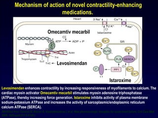 Levosimendan enhances contractility by increasing responsiveness of myofilaments to calcium. The
cardiac myosin activator Omecamtiv mecarbil stimulates myosin adenosine triphosphatase
(ATPase), thereby increasing force generation. Istaroxime inhibits activity of plasma membrane
sodium-potassium ATPase and increases the activity of sarcoplasmic/endoplasmic reticulum
calcium ATPase (SERCA).
Mechanism of action of novel contractility-enhancing
medications.
Omecamtiv mecarbil
(Modified from Tavares M, Rezlan E, Vostroknoutova I, et al. New pharmacologic therapies for acute heart failure. Crit Care Med
2008; 36[Suppl]:S112-S120.)
33
Istaroxime
Levosimendan
 