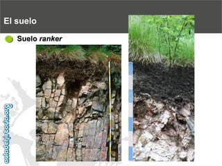 El sueloSuelo ranker