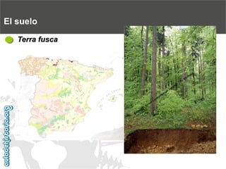 El sueloTerra fusca