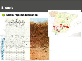 El sueloSuelo rojo mediterráneo