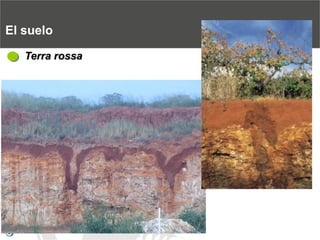 El sueloTerra rossa