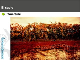 El sueloTerra rossa