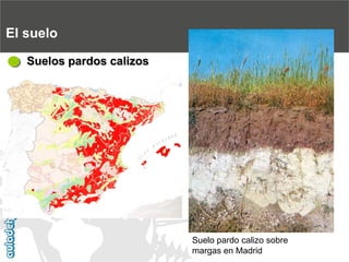 El sueloSuelos pardos calizosSuelo pardo calizo sobre margas en Madrid