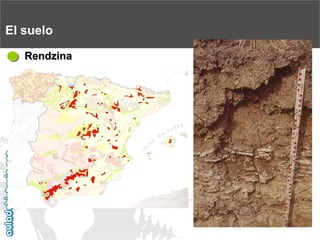 El sueloRendzina