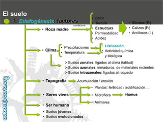 •Color
•Textura
•Estructura
•Permeabilidad
•Acidez
El suelo1. Edafogénesis: factores
•Roca madre
•Clima
•Topografía
•Seres vivos
•Plantas: fertilidad / acidificación…
•Ser humanoAcumulación / erosióncondiciona
•Silíceos (P.)
•Calizos (P.)
•Arcillosos (I.)
•Precipitaciones
•Temperatura
•Lixiviación
•Actividad químicay biológica
Suelos zonales: ligados al clima (latitud)
Suelos azonales: inmaduros, de materiales recientes
Suelos intrazonales: ligados al roquedo
•MicrofloraHumus
•Animales
•Suelos jóvenes
•Suelos evolucionados