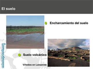 El sueloEncharcamiento del sueloSuelo volcánicoViñedos en Lanzarote