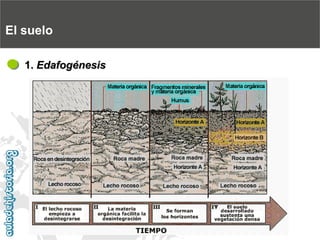 El suelo1. Edafogénesis