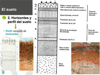 El suelo2. Horizontesy perfil del suelo
•Perfil: conjunto de horizontes