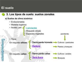 •Lixiviación
•Roquedo silíceo
•Especies vegetales
El suelo3. Los tipos de suelo: suelos zonalesa) Suelos de clima oceánico
•Evolucionados
•Materia orgánica
•Acidez, por:
•Tipos:
•Tierra parda húmeda
•RankersCultivos / pastizalesPastos y bosquespendienteEn roquedo silíceo:
•Tierra parda caliza
•Terra fuscaCultivos / pradosBosquesEn roquedo calizo: