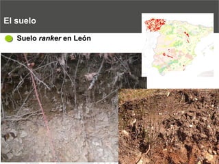 El sueloSuelo rankeren León