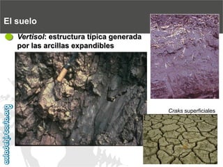 El sueloVertisol: estructura típica generada por las arcillas expandiblesCrakssuperficiales  
