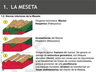 Orogenia alpina: fracturadel macizo. Se genera un paisaje de estructura germánica, con bloques elevados (Horst); éstos son zonas que se rejuvenecen y se transforman en líneas de cumbre (redondeadas, porque provienen de una penillanura). 
Los bloques hundidos (Graben) se transforman en fosas sedimentariasdel interior de la Meseta. 
Orogenia herciniana: Macizo Hespérico(Paleozoico) 1 
23Arrasamientodel Macizo Hespérico (Mesozoico) 1.2. Sierras interiores de la Meseta 
1.LA MESETA  