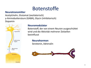 BotenstoffeNeurotransmitter
Acetylcholin, Glutamat (exzitatorisch)
γ-Aminobuttersäure (GABA), Glycin (inhibitorisch)
Dopamin
Neurohormon
Serotonin, Adrenalin
Neuromodulator
Botenstoff, der von einem Neuron ausgeschüttet
wird und die Aktivität mehrerer Zielzellen
beeinflusst
18
 