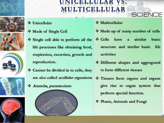 the fundamental unit of life class 9th by adhweat gupta structure and function of organelles chart