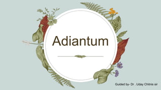 Adiantum
Guided by- Dr . Uday Chitnis sir
 