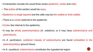 A transection reveals the usual three zones epidermis, cortex and stele.
 The outline of the section would be wavy.
 Epidermis is single layered and the cells may be thin walled or thick walled.
 There is a cuticle external to the epidermis.
 Cortex lies internal to the epidermis.
 It may be wholly parenchymatous (A. rubellum), or it may have sclerenchyma and
parenchyma.
 In A. pectinatum, scattered masses of sclerenchyma are found embedded in the
parenchymatous ground tissue.
 In A. caudatum, sclerenchyma constitutes the hypodermal region.
 