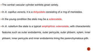  The central vascular cylinder exhibits great variety.
 In A. capillus veneris, it is a dictyostele consisting of a ring of meristeles.
 In the young condition the stele may be a solenostele.
 In A. rubellum the stele is a typical amphiphloic solenostele, with characteristic
features such as outer endodermis, outer pericycle, outer phloem, xylem, inner
phloem, inner pericycle and inner endodermis lining the parenchymatous pith.
 