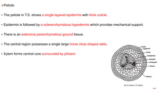 Petiole
 The petiole in T.S. shows a single layered epidermis with thick cuticle.
 Epidermis is followed by a sclerenchymatous hypodermis which provides mechanical support.
 There is an extensive parenchymatous ground tissue.
 The central region possesses a single large horse shoe shaped stele.
 Xylem forms central core surrounded by phloem
 
