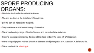  No distinction into fertile and sterile leaves.
 The sori are born at the distal end of the pinnae.
 But the sori are not exactly marginal.
 They are borne a little behind the tip of the veins.
 The sorus bearing margin of the leaf in curls and forms the false inducium.
 In some cases sporangia may develop at the distal ends of the veins (A. phillippense).
 In the sori paraphyses may be present in between the sporangia as in A. rubellum, A. tenerum, etc.
 The sorus is of the mixed type.
 
