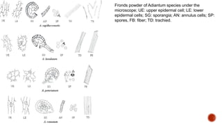 Fronds powder of Adiantum species under the
microscope; UE: upper epidermal cell; LE: lower
epidermal cells; SG: sporangia; AN: annulus cells; SP:
spores, FB: fiber; TD: trachied.
 