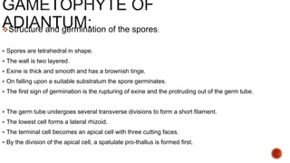 Structure and germination of the spores:
 Spores are tetrahedral in shape.
 The wall is two layered.
 Exine is thick and smooth and has a brownish tinge.
 On falling upon a suitable substratum the spore germinates.
 The first sign of germination is the rupturing of exine and the protruding out of the germ tube.
 The germ tube undergoes several transverse divisions to form a short filament.
 The lowest cell forms a lateral rhizoid.
 The terminal cell becomes an apical cell with three cutting faces.
 By the division of the apical cell, a spatulate pro-thallus is formed first.
 