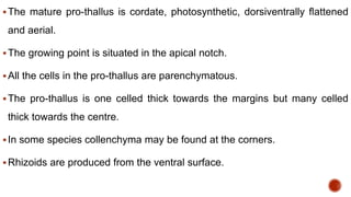 The mature pro-thallus is cordate, photosynthetic, dorsiventrally flattened
and aerial.
The growing point is situated in the apical notch.
All the cells in the pro-thallus are parenchymatous.
The pro-thallus is one celled thick towards the margins but many celled
thick towards the centre.
In some species collenchyma may be found at the corners.
Rhizoids are produced from the ventral surface.
 