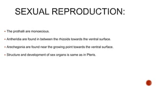  The prothalli are monoecious.
 Antheridia are found in between the rhizoids towards the ventral surface.
 Arechegonia are found near the growing point towards the ventral surface.
 Structure and development of sex organs is same as in Pteris.
 