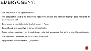 The first division of the zygote is vertical.
 The epibasal half (next to the archegonial neck) forms the leaf and root while the hypo basal half forms the
stem’ apex and foot.
 Embryogeny is essentially similar to what is seen in Pteris.
 Generally only one sporophyte is formed per pro-thallus.
 During embryogeny the root and juvenile leaves make their appearance first, with the stem differentiating late.
 The primary root penetrates the soil and establishes itself.
 Apogamy has been reported in A. philippense.
 