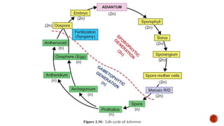 Adiantum .pptx