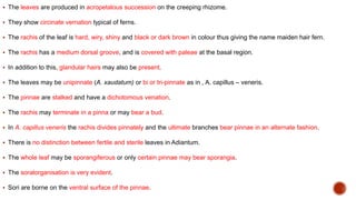  The leaves are produced in acropetalous succession on the creeping rhizome.
 They show circinate vernation typical of ferns.
 The rachis of the leaf is hard, wiry, shiny and black or dark brown in colour thus giving the name maiden hair fern.
 The rachis has a medium dorsal groove, and is covered with paleae at the basal region.
 In addition to this, glandular hairs may also be present.
 The leaves may be unipinnate (A. xaudatum) or bi or tri-pinnate as in , A. capillus – veneris.
 The pinnae are stalked and have a dichotomous venation.
 The rachis may terminate in a pinna or may bear a bud.
 In A. capillus veneris the rachis divides pinnately and the ultimate branches bear pinnae in an alternate fashion.
 There is no distinction between fertile and sterile leaves in Adiantum.
 The whole leaf may be sporangiferous or only certain pinnae may bear sporangia.
 The soralorganisation is very evident.
 Sori are borne on the ventral surface of the pinnae.
 